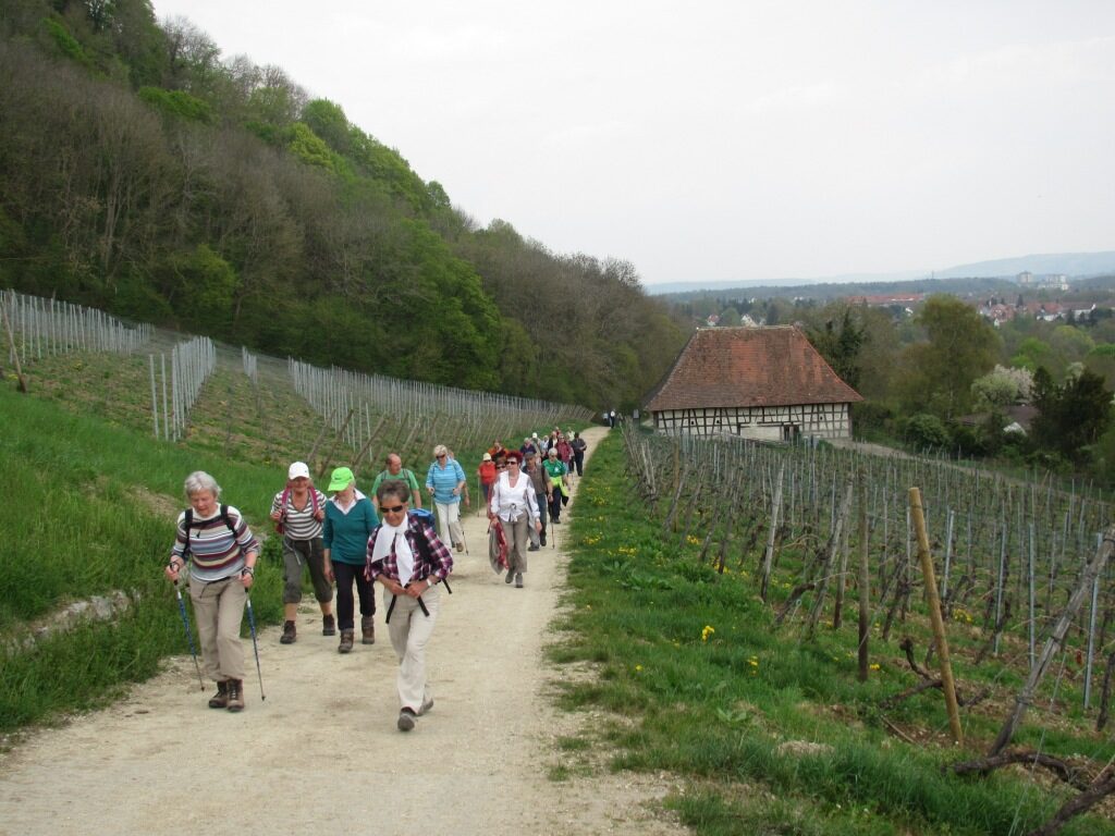 BSV-Wandergruppe unterwegs durch Weinberge